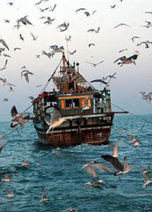 جاره سوئیت در قشم